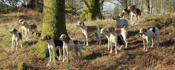 Fox hunting pictures by Betty Fold Gallery Hawkshead Hill Ambleside Cumbria Lake District